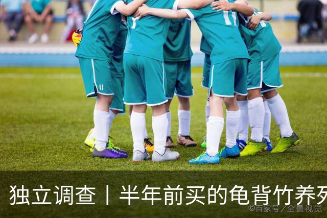 独立调查丨半年前买的龟背竹养死了，也要“仅退款”：商家拒绝后被投诉到闭店，还被告上法庭